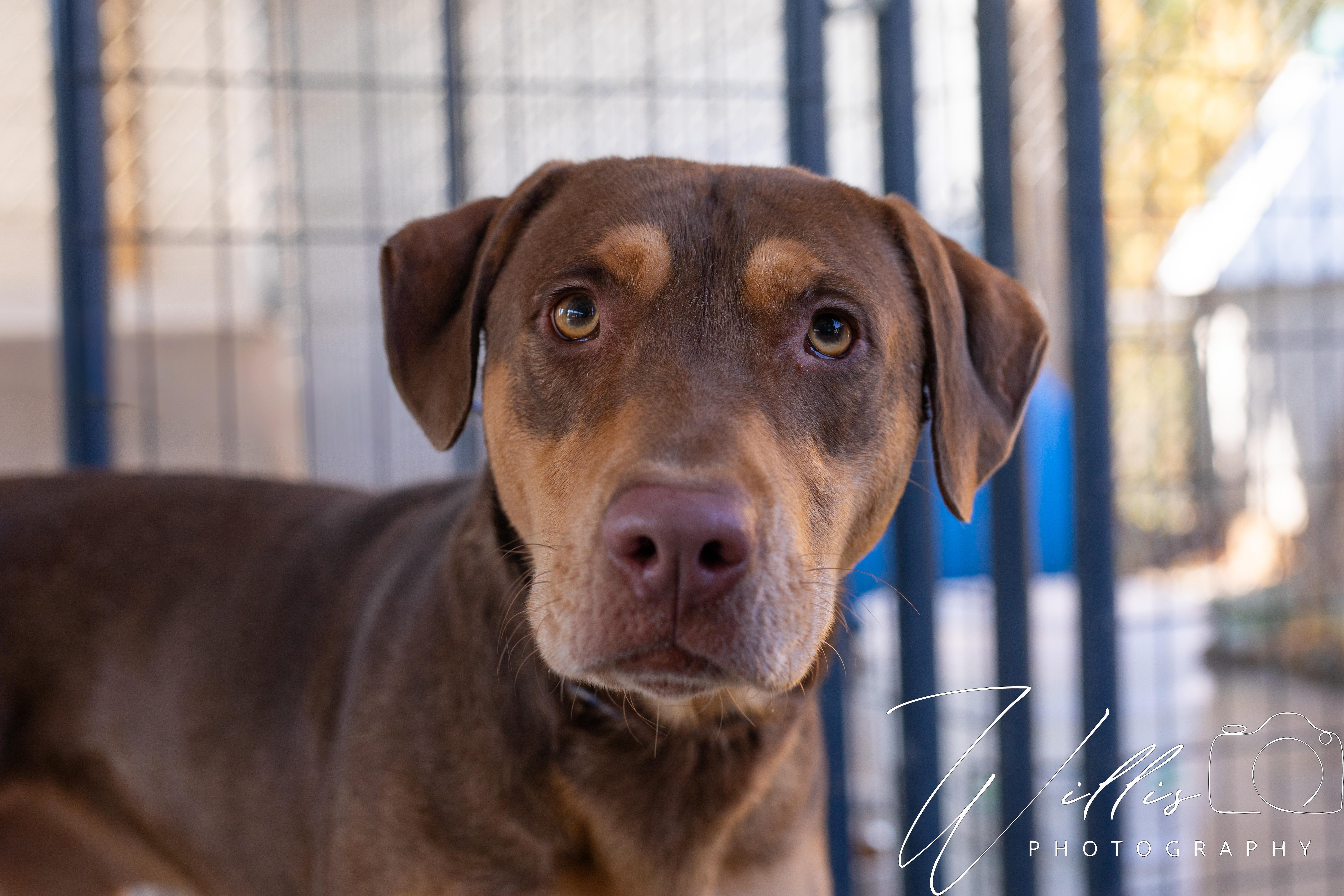 Pugsley, Adoptable, Young Male Chocolate Labrador Retriever.