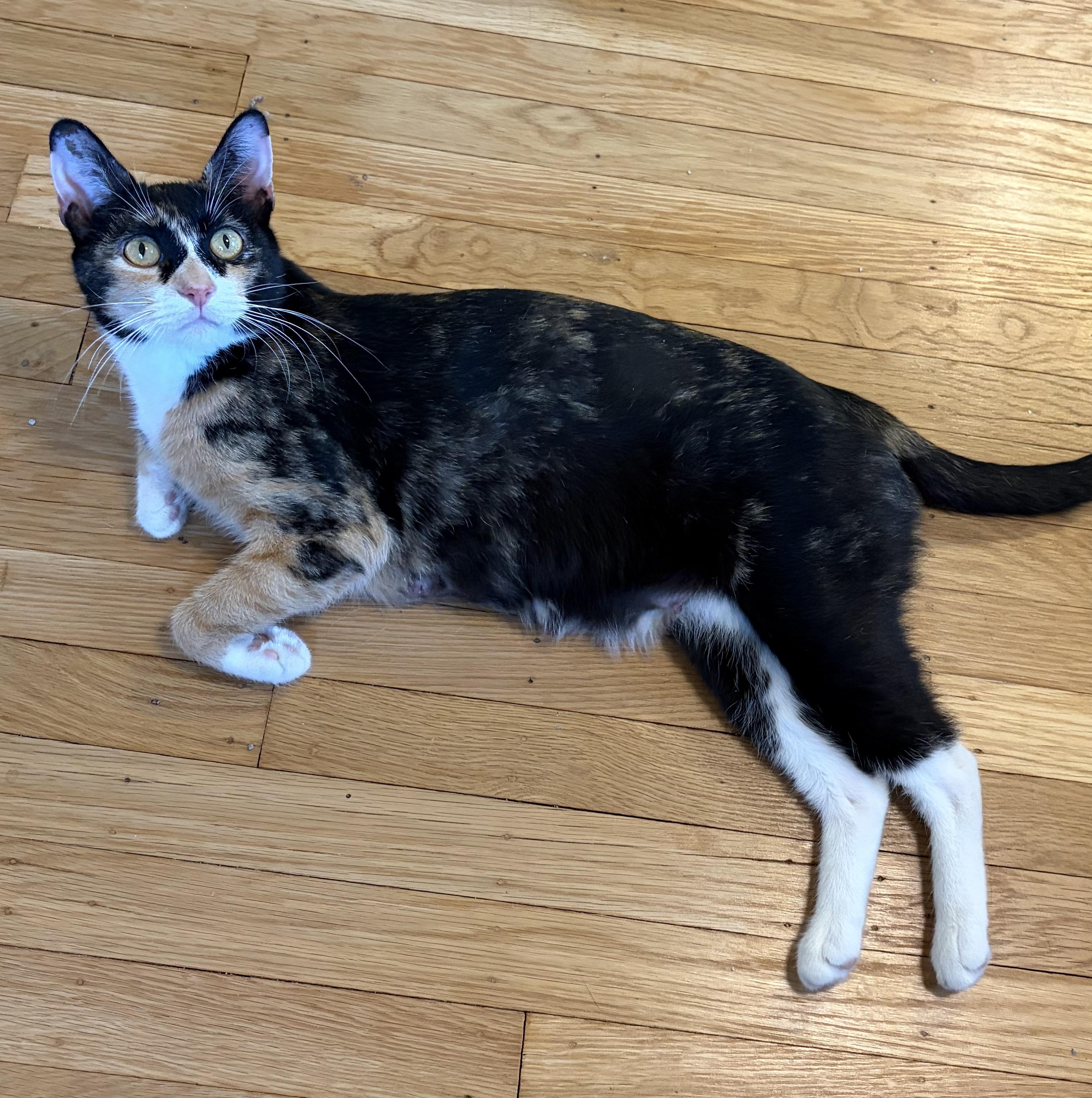 Enlarge Lidia, a ADOPTABLE Calico in Turnersville, NJ image 2/3
