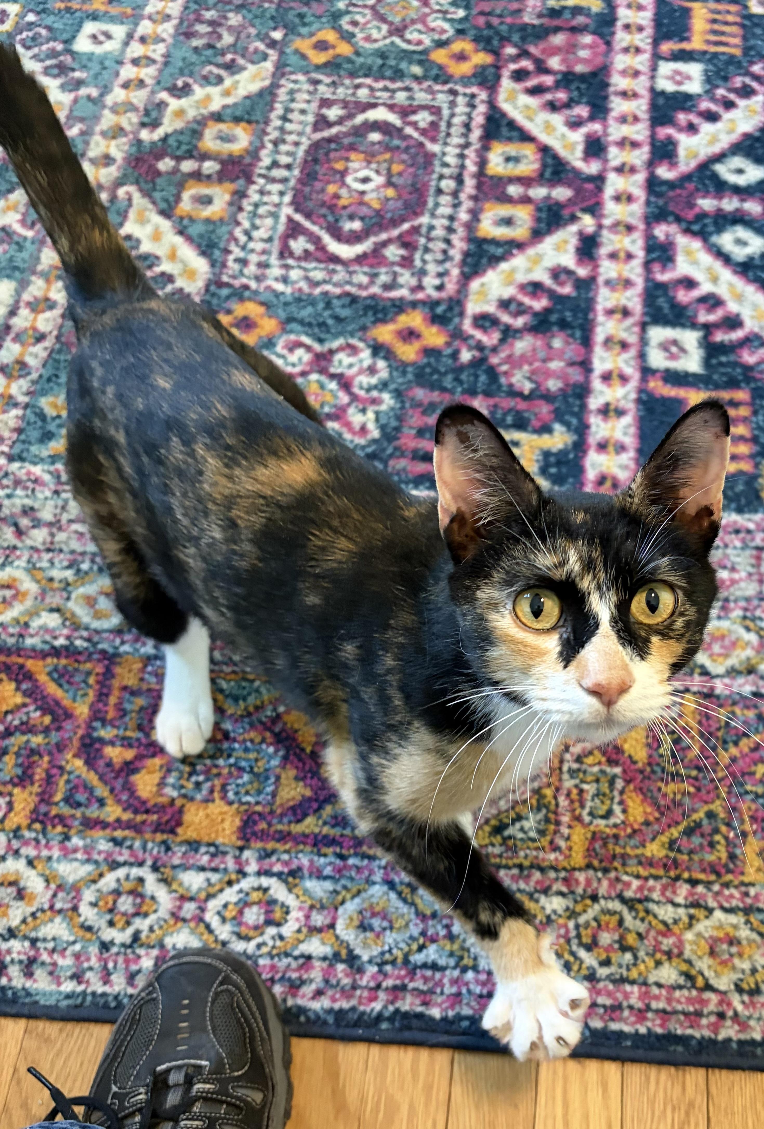 Lidia, ADOPTABLE, Adult Female Calico.