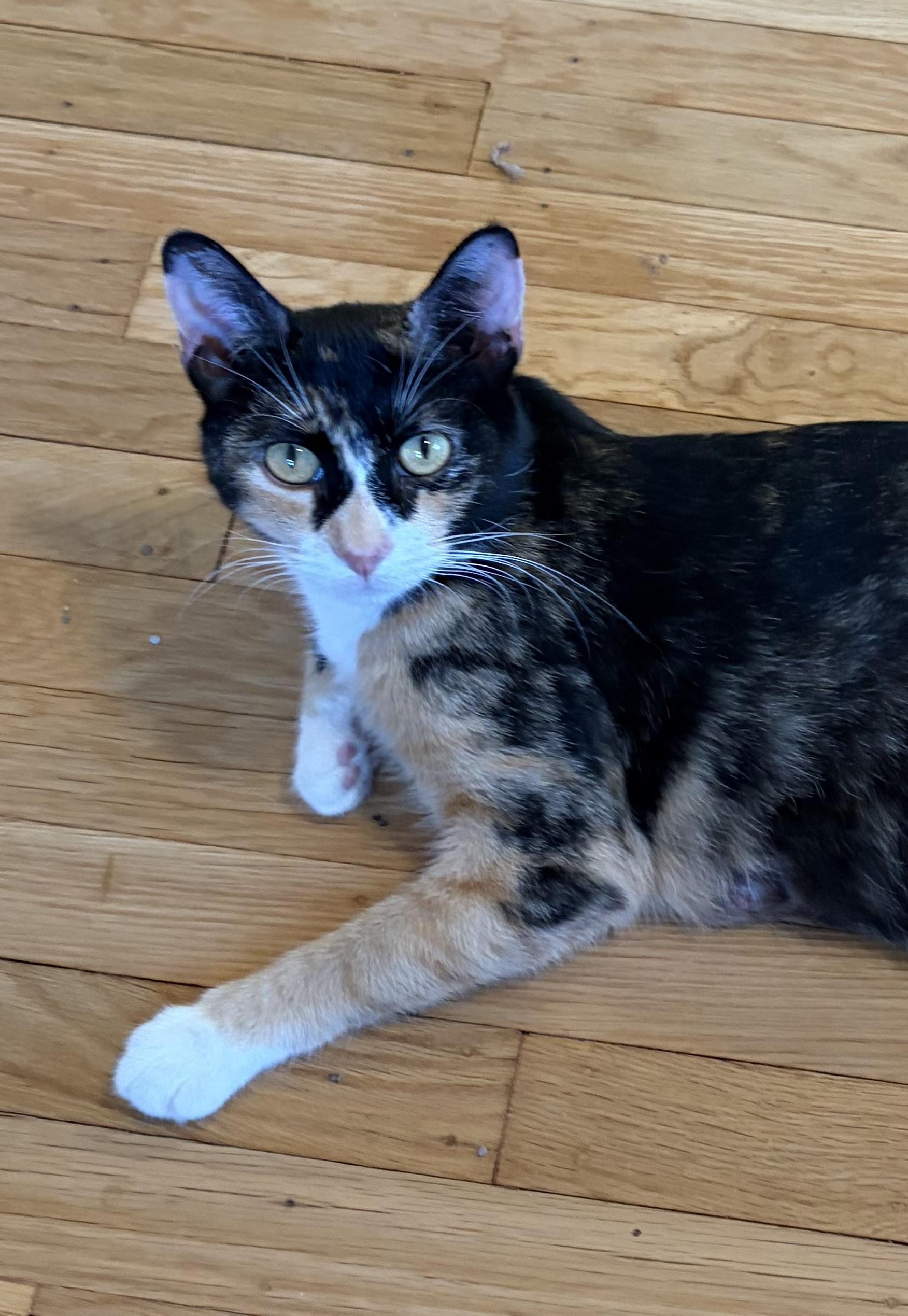 Enlarge Lidia, a ADOPTABLE Calico in Turnersville, NJ image 1/3