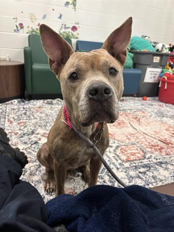 AZALEA, Adoptable, Young Female Pit Bull Terrier.