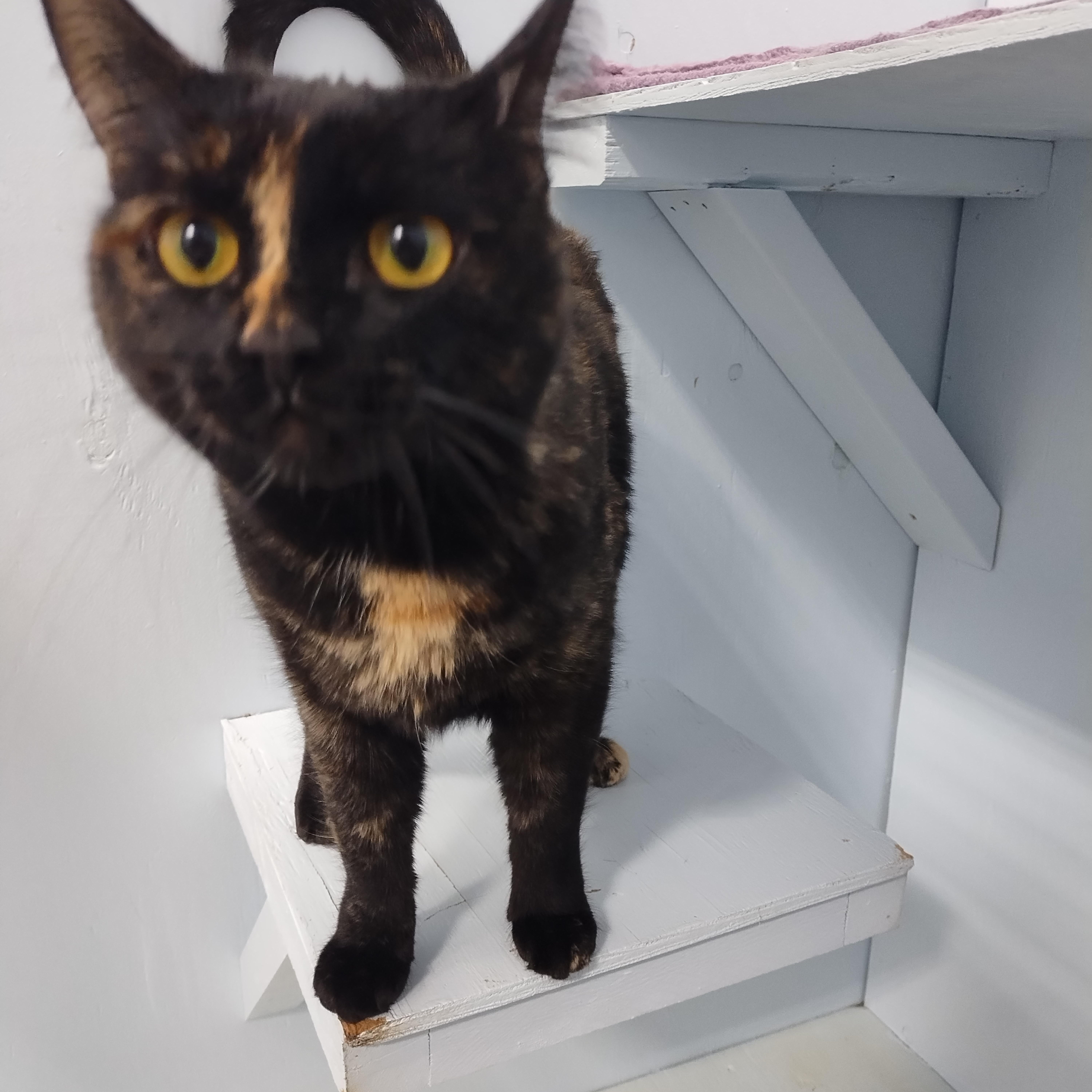 Mara, an adopted Domestic Short Hair in Mission, BC image 3/3