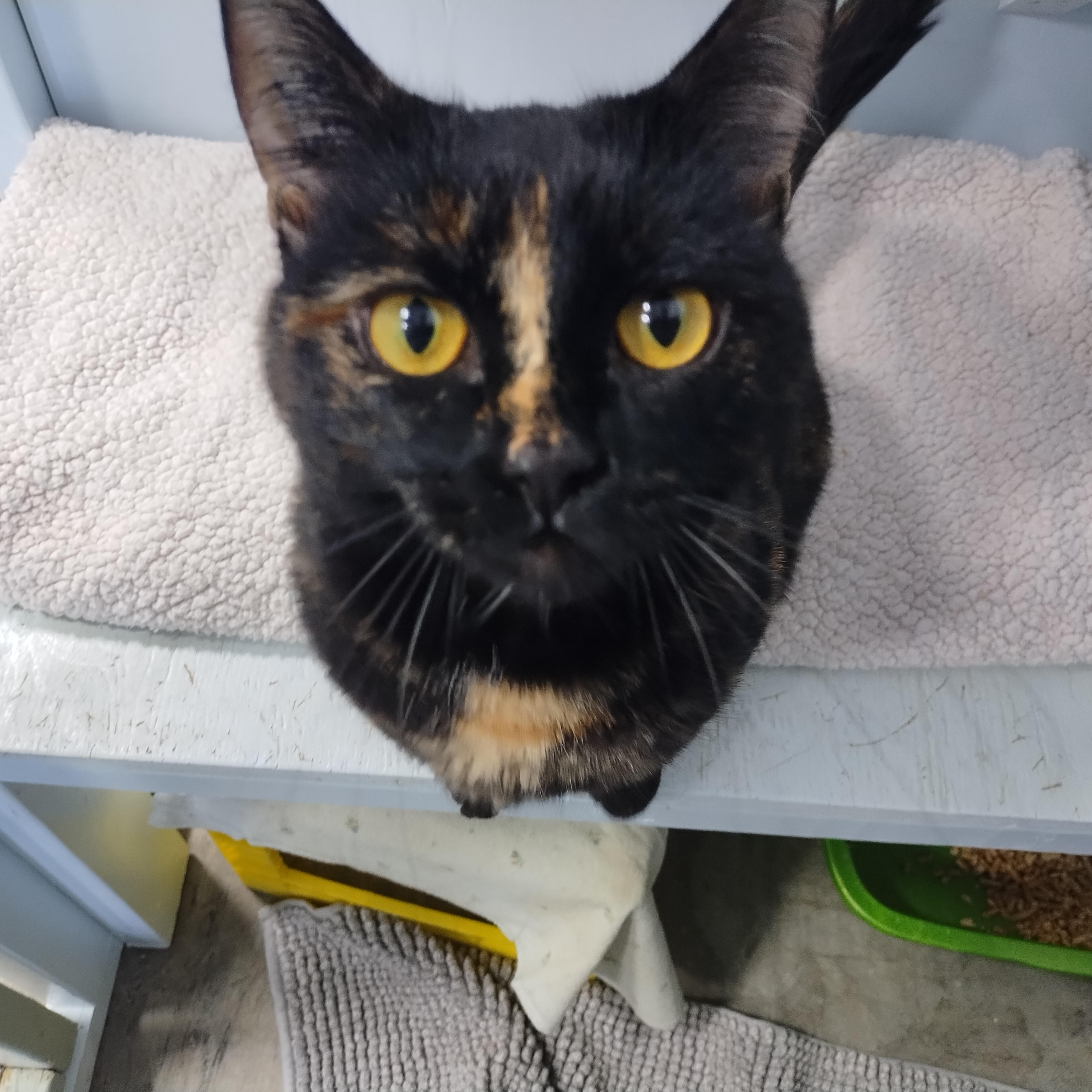 Mara, an adopted Domestic Short Hair in Mission, BC image 1/3