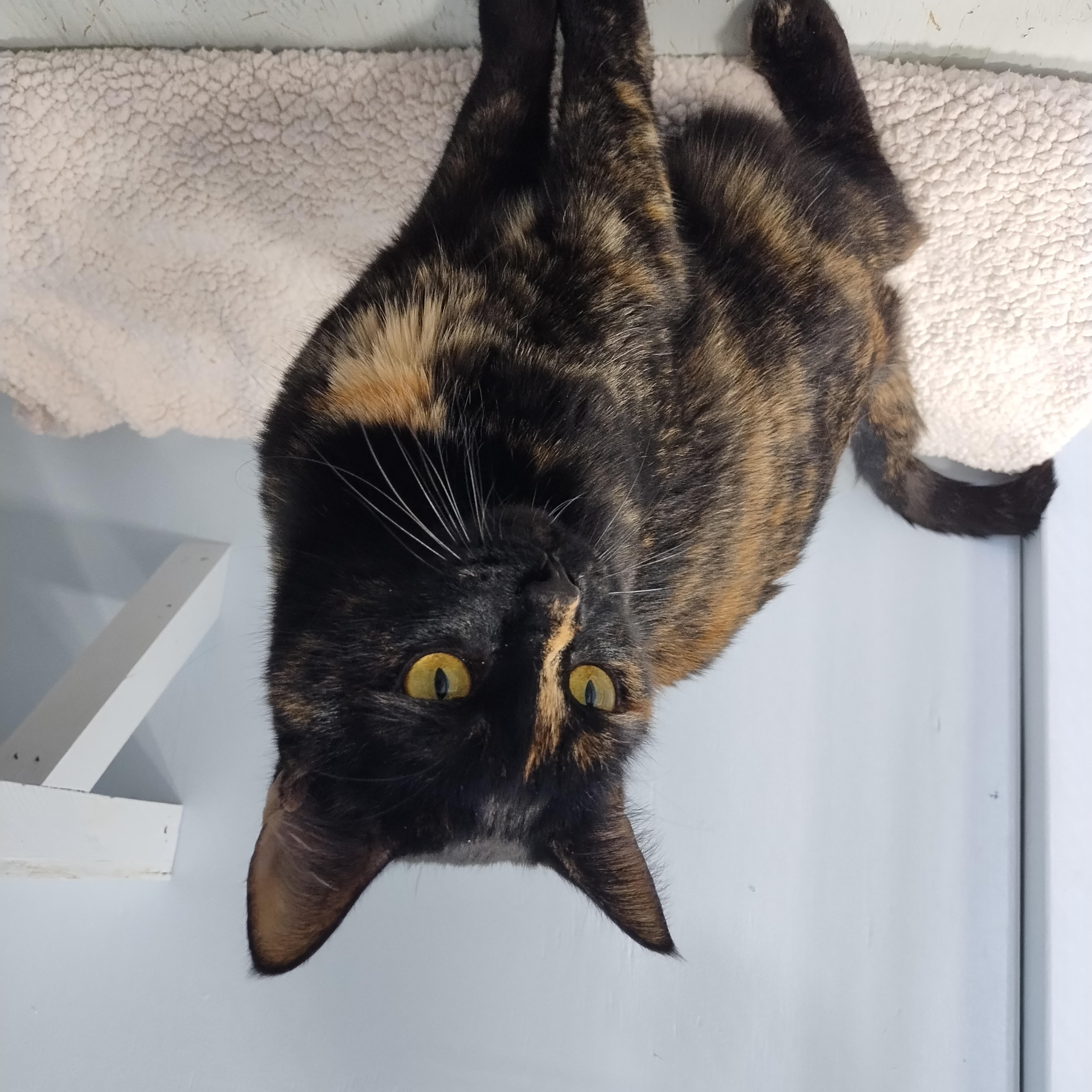 Mara, an adopted Domestic Short Hair in Mission, BC image 2/3