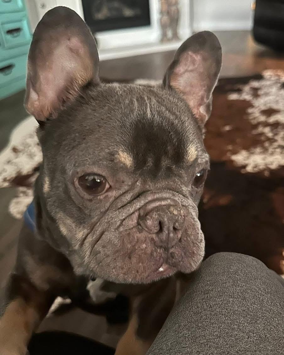 Enlarge Finley, an adoptable French Bulldog in Benbrook, TX image 1/3