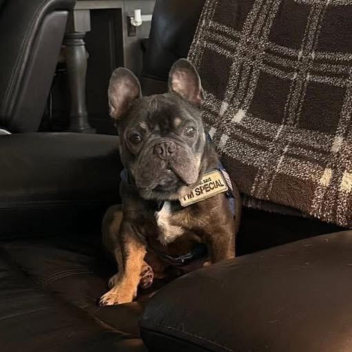 Enlarge Finley, an adoptable French Bulldog in Benbrook, TX image 2/3