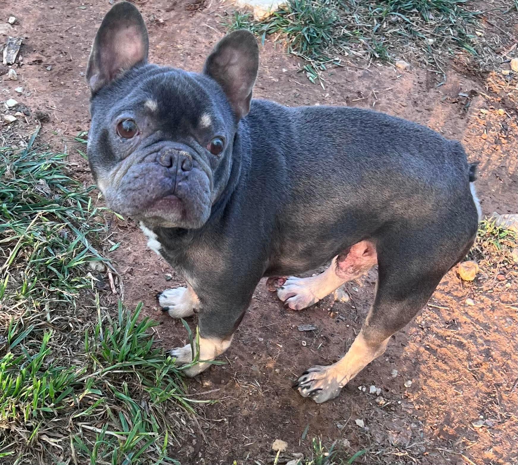 Enlarge Finley, an adoptable French Bulldog in Benbrook, TX image 3/3