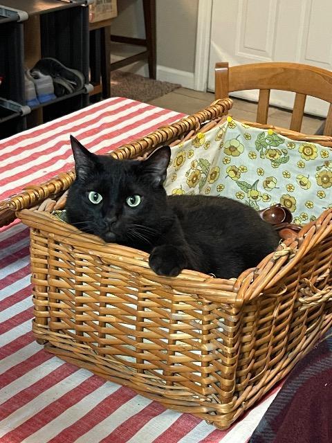 Bongo, Adoptable, Adult Male Domestic Short Hair.