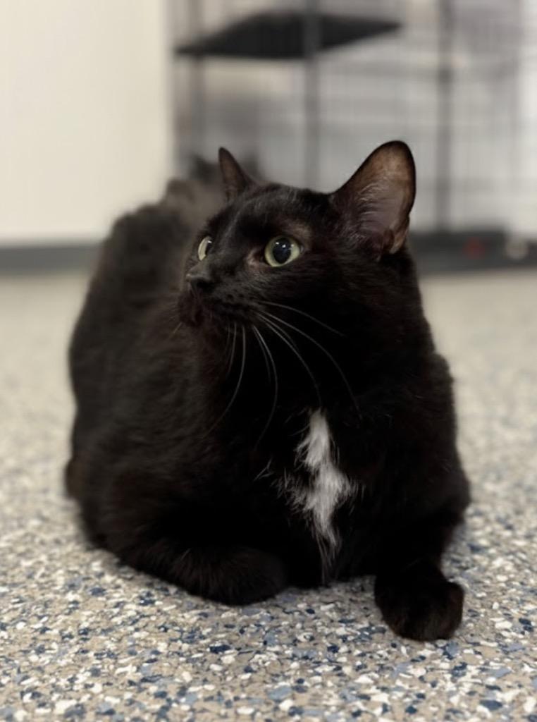 Enlarge Bongo, a Adoptable mixed breed in Athens, AL image 2/6