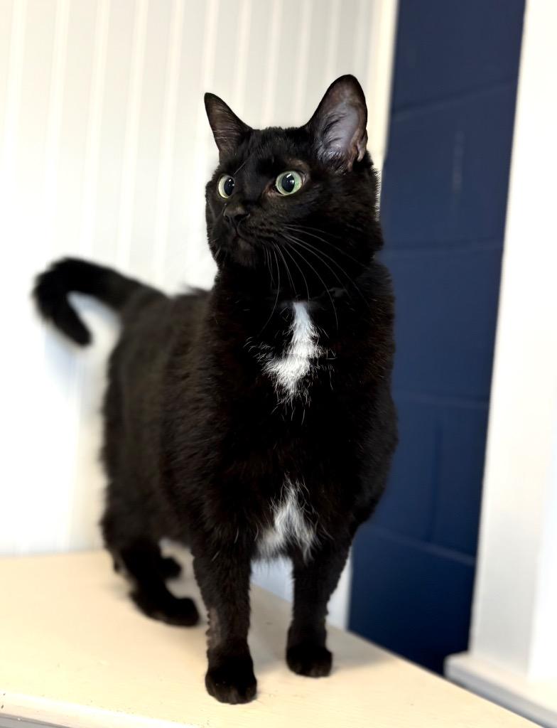 Enlarge Bongo, a Adoptable mixed breed in Athens, AL image 4/6