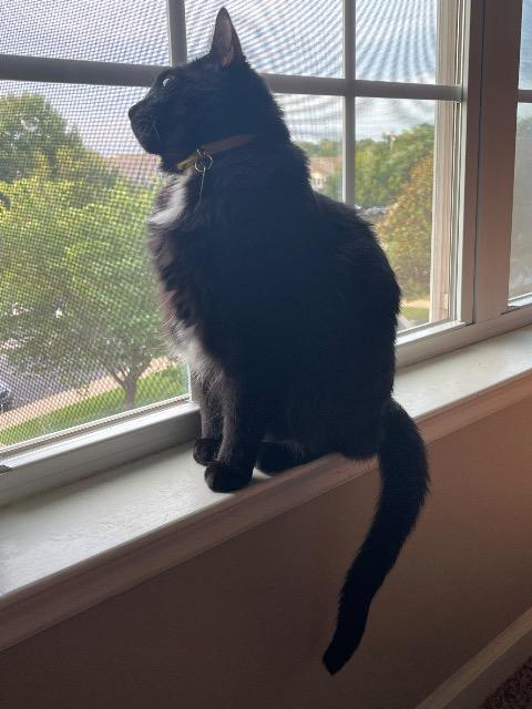 Enlarge Bongo, a Adoptable mixed breed in Athens, AL image 3/6