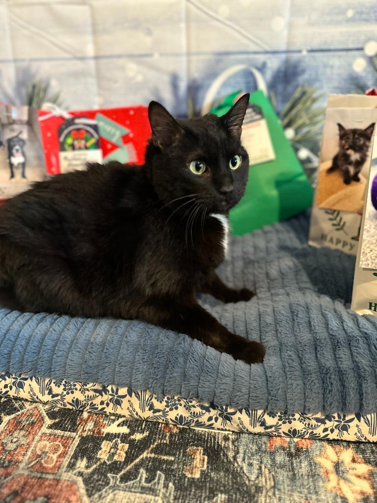 Enlarge Bongo, a Adoptable mixed breed in Athens, AL image 4/6