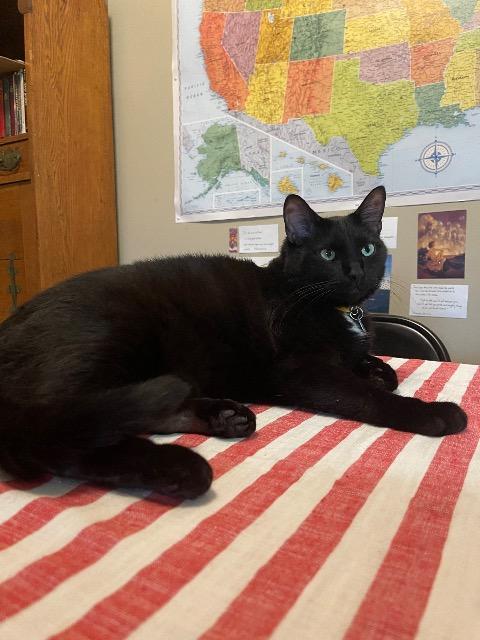 Enlarge Bongo, a Adoptable mixed breed in Athens, AL image 5/6