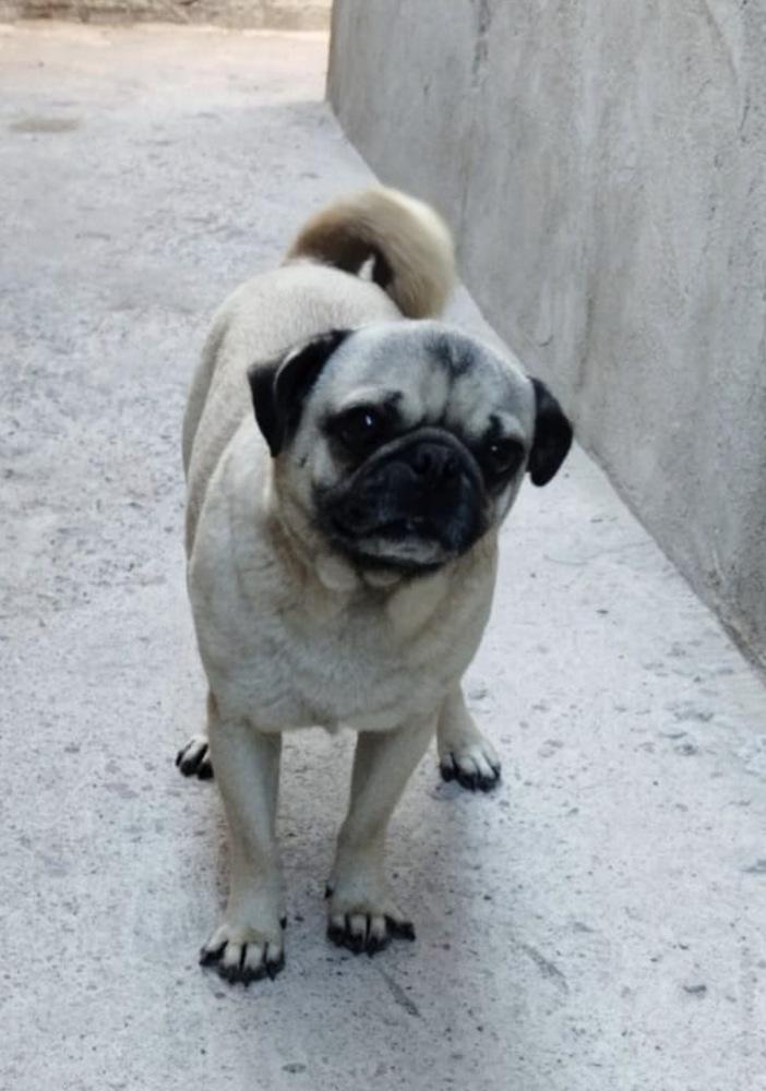 Rocco, Adopted, Young Male Pug.