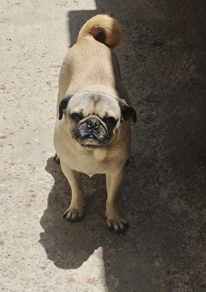 Enlarge Rocco, a Adopted Pug in Escondido, CA image 2/3