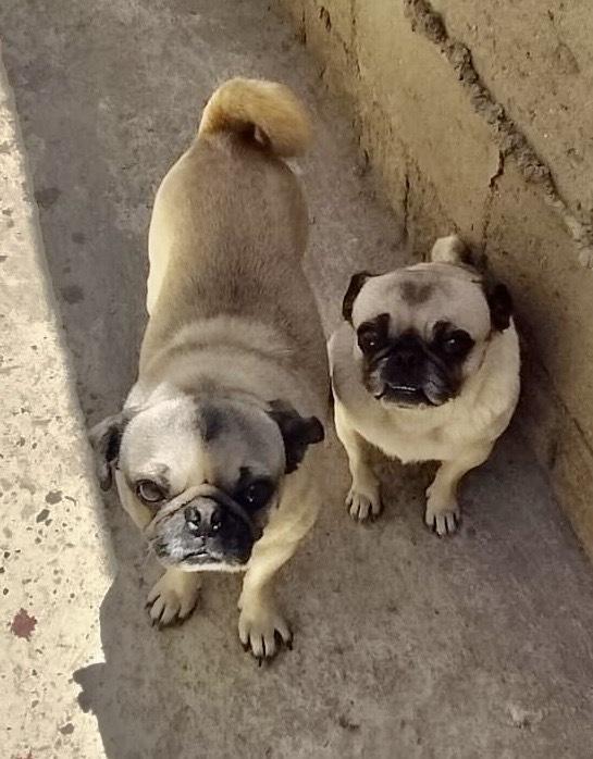 Enlarge Rocco, a Adopted Pug in Escondido, CA image 3/3