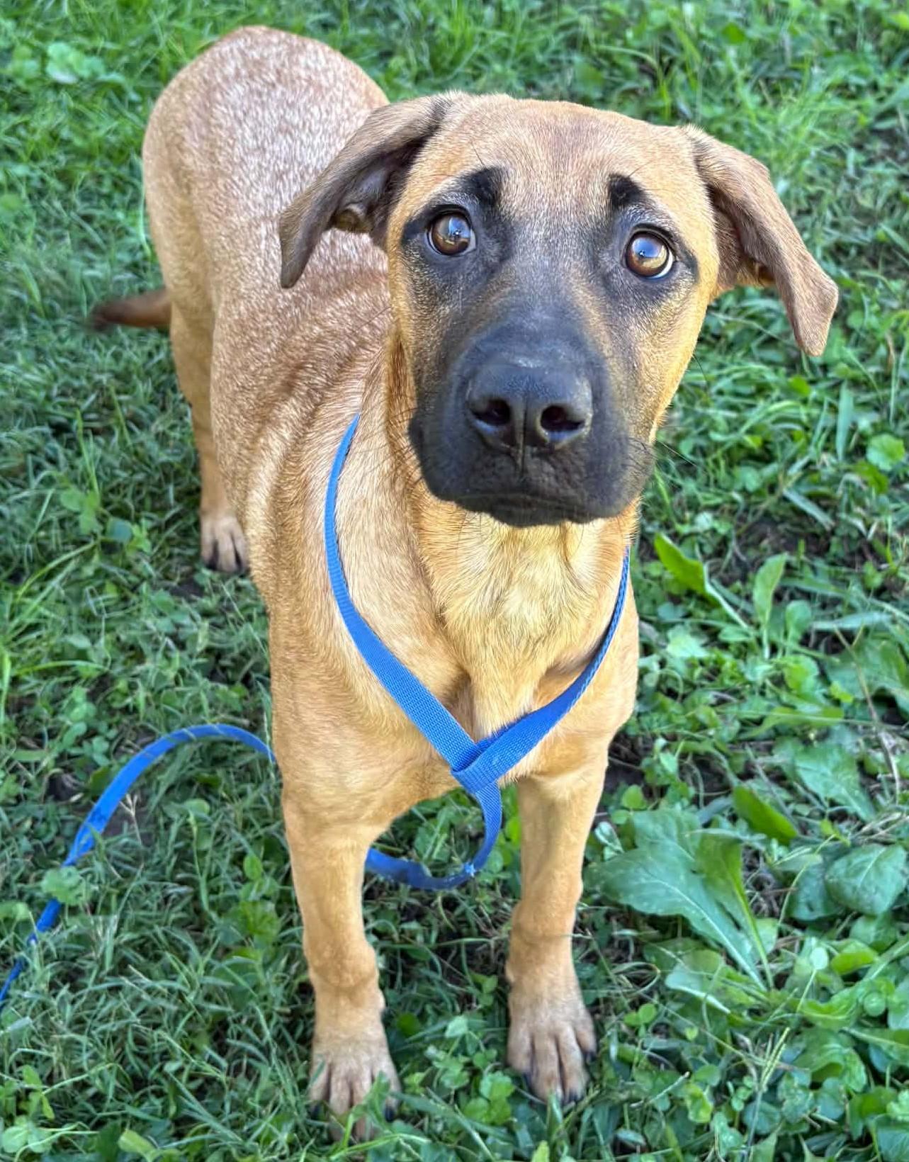 Enlarge Navy-Available www.lhar.dog to apply, a Adoptable mixed breed in Frederick, MD image 3/5