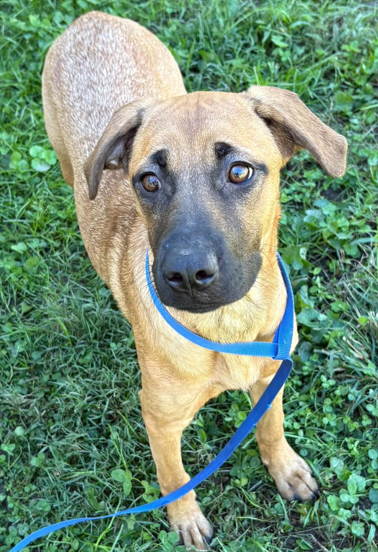 Enlarge Navy-Available www.lhar.dog to apply, a Adoptable mixed breed in Frederick, MD image 4/5