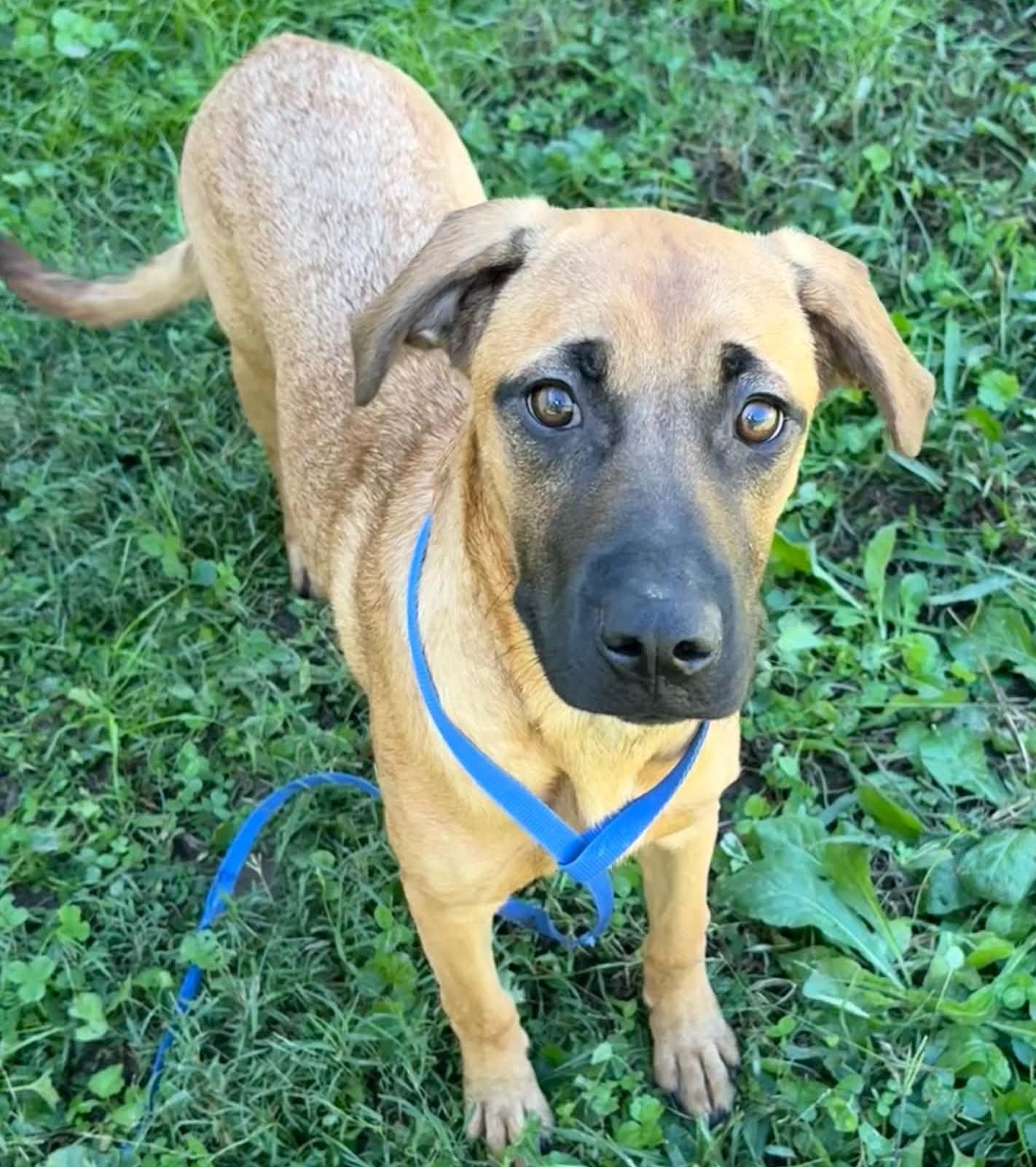 Enlarge Navy-Available www.lhar.dog to apply, a Adoptable mixed breed in Frederick, MD image 5/5