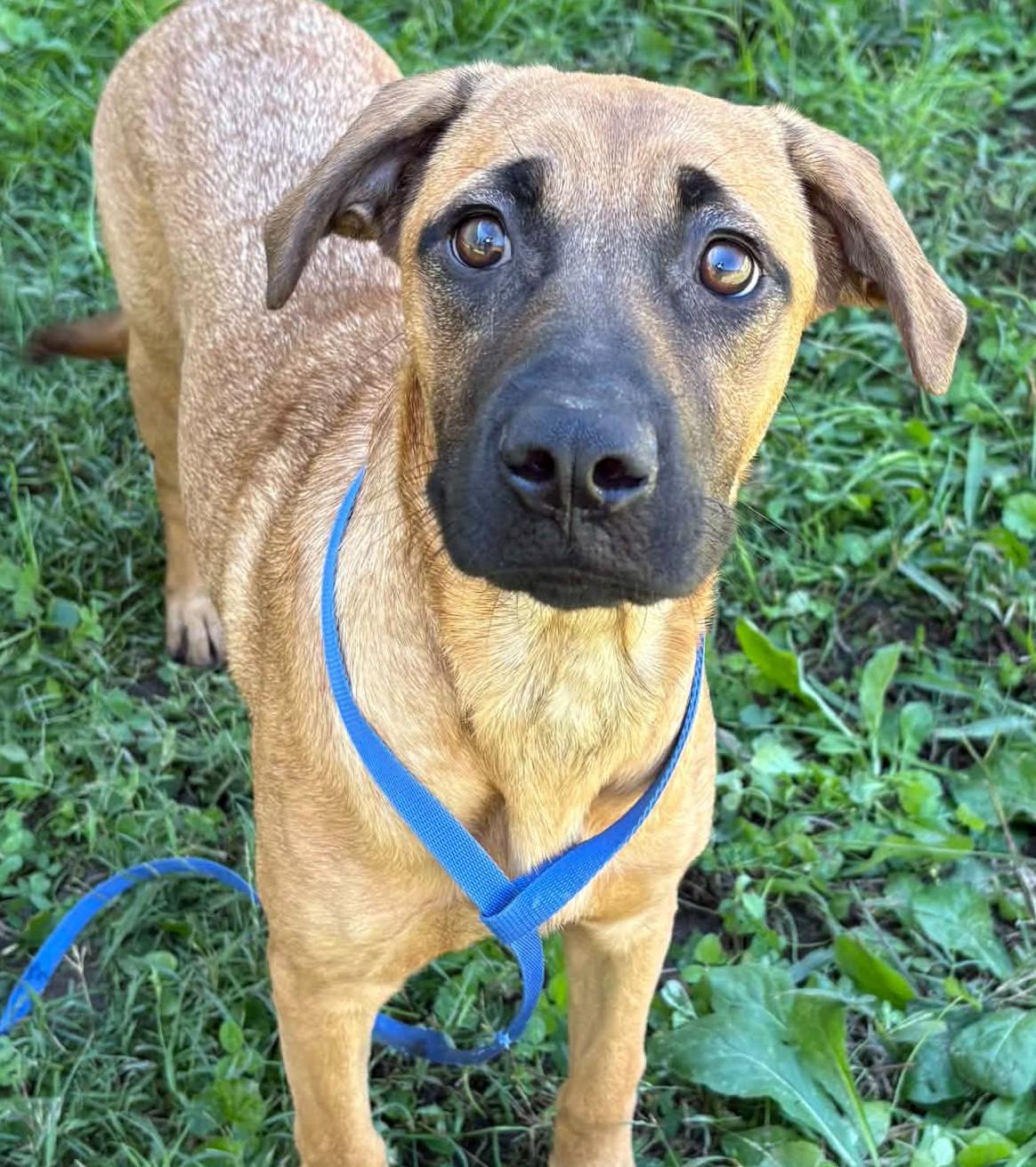 Navy-Available www.lhar.dog to apply, Adoptable, Puppy Female Black Mouth Cur & Shepherd.