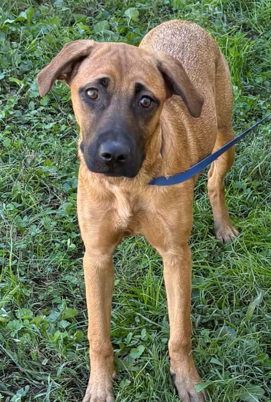 Enlarge Navy-Available www.lhar.dog to apply, a Adoptable mixed breed in Frederick, MD image 2/5