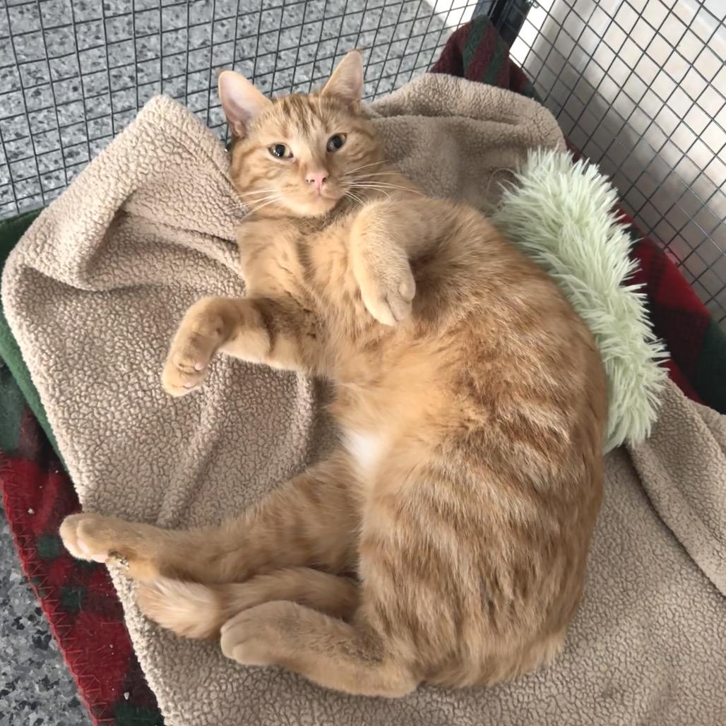 Trixie, a Adoptable Domestic Medium Hair in Mondovi, WI image 1/3