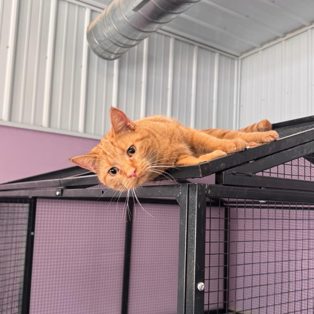 Trixie, a Adoptable Domestic Medium Hair in Mondovi, WI image 3/3