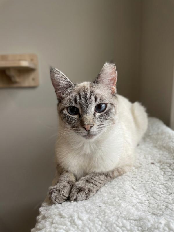 Maya, Adoptable, Young Female Siamese.