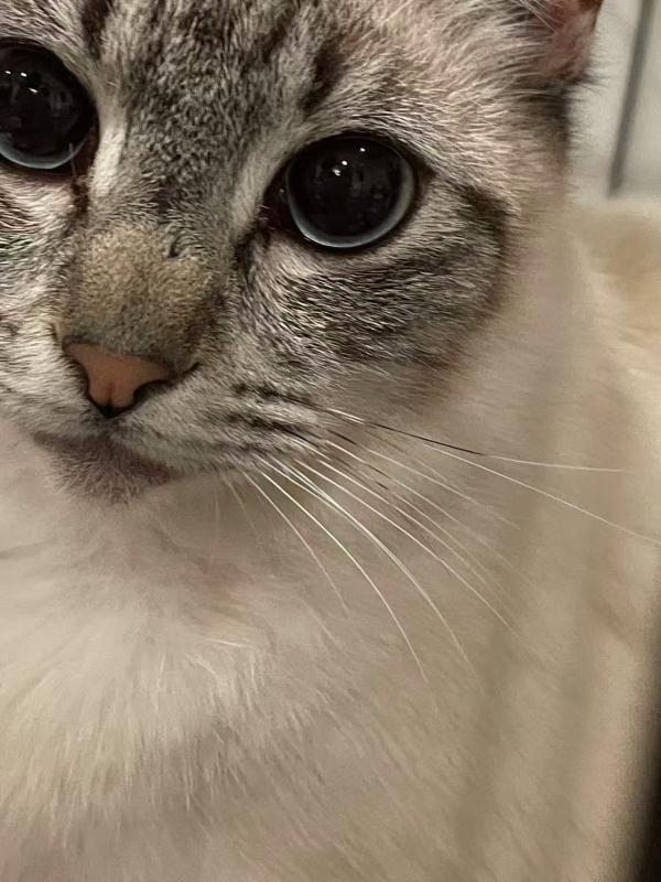 Enlarge Maya, a Adoptable mixed breed in Sunnyvale, CA image 2/5