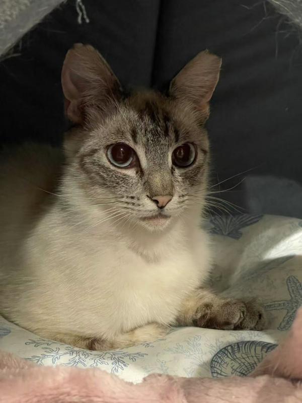Enlarge Maya, a Adoptable mixed breed in Sunnyvale, CA image 5/5