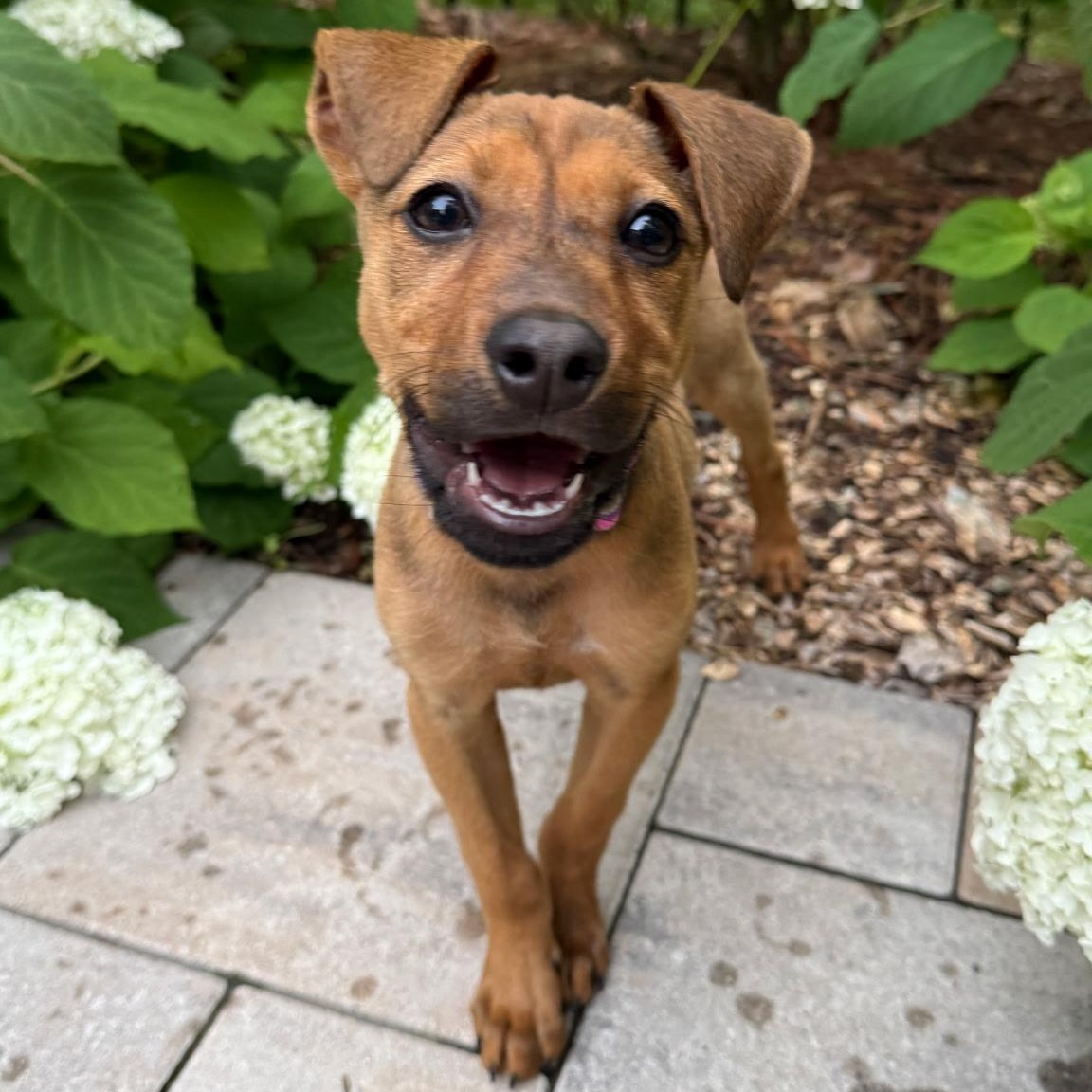 Gigi, ADOPTABLE, Puppy Female Hound.