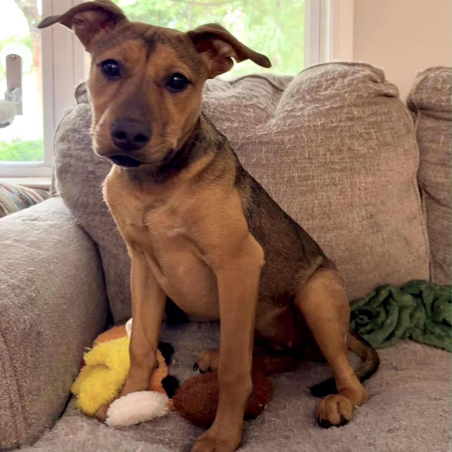 Enlarge Gigi, a Adoptable mixed breed in Waxhaw, NC image 2/6
