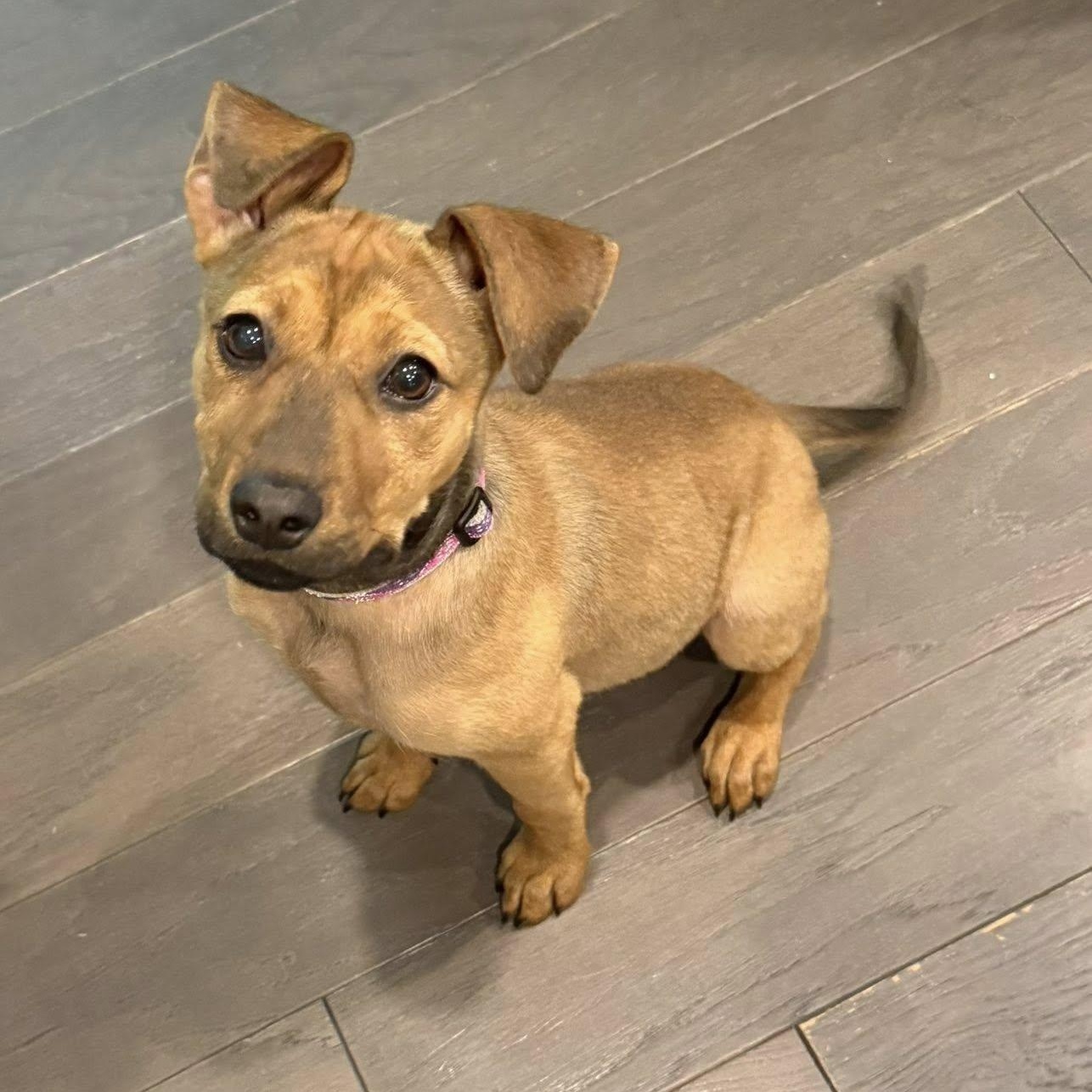 Enlarge Gigi, a Adoptable mixed breed in Waxhaw, NC image 6/6