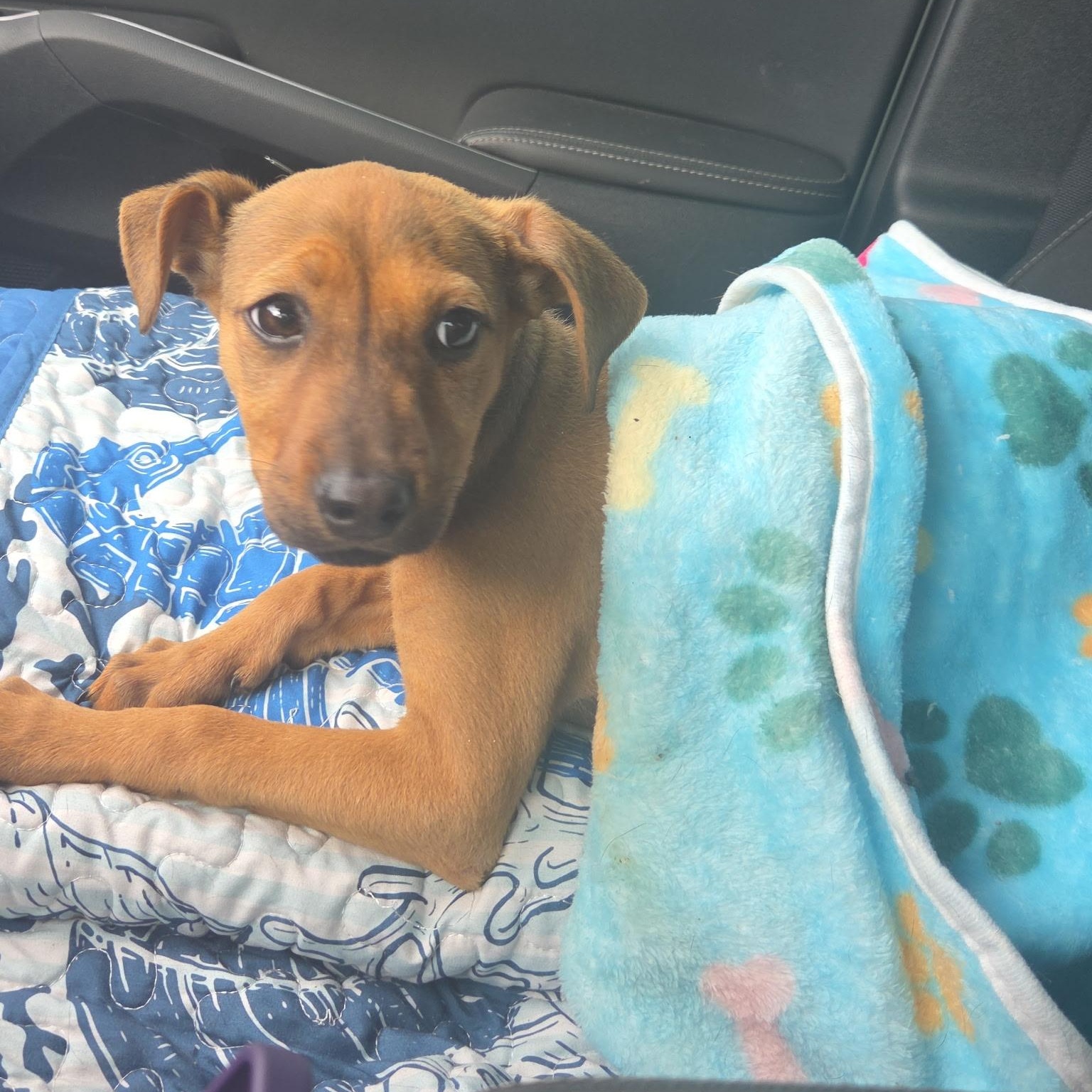 Enlarge Gigi, a ADOPTABLE mixed breed in Waxhaw, NC image 2/2