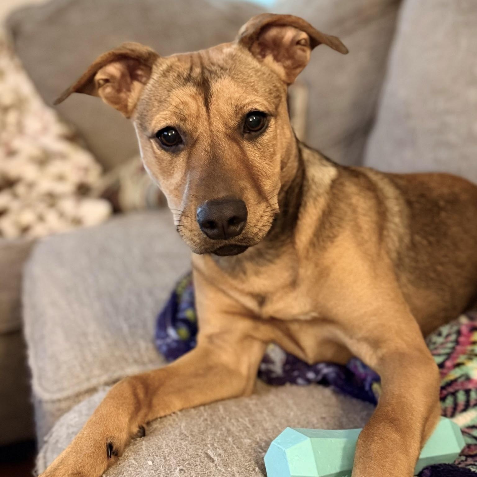 Enlarge Gigi, a Adoptable mixed breed in Waxhaw, NC image 3/6