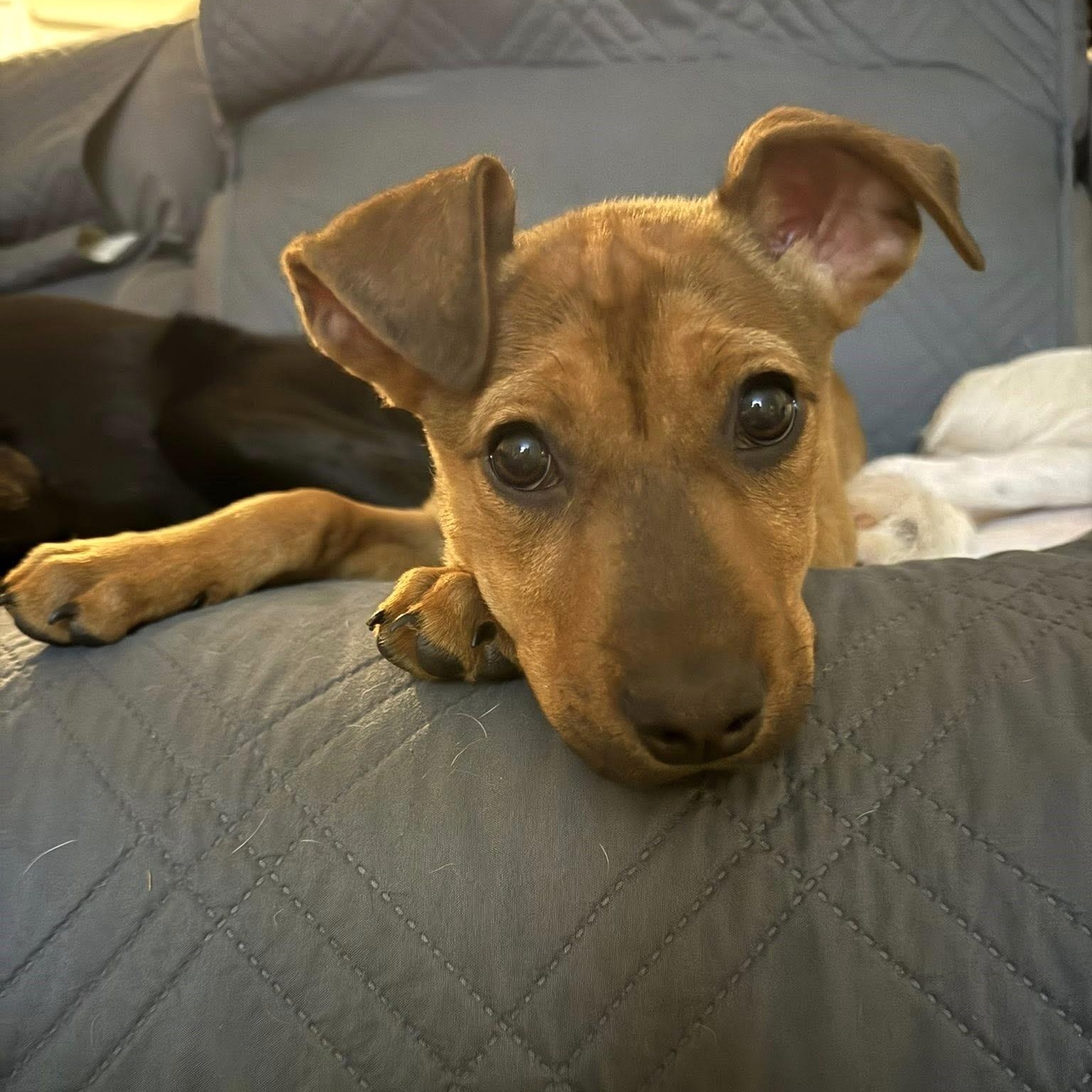 Enlarge Gigi, a Adoptable mixed breed in Waxhaw, NC image 4/6