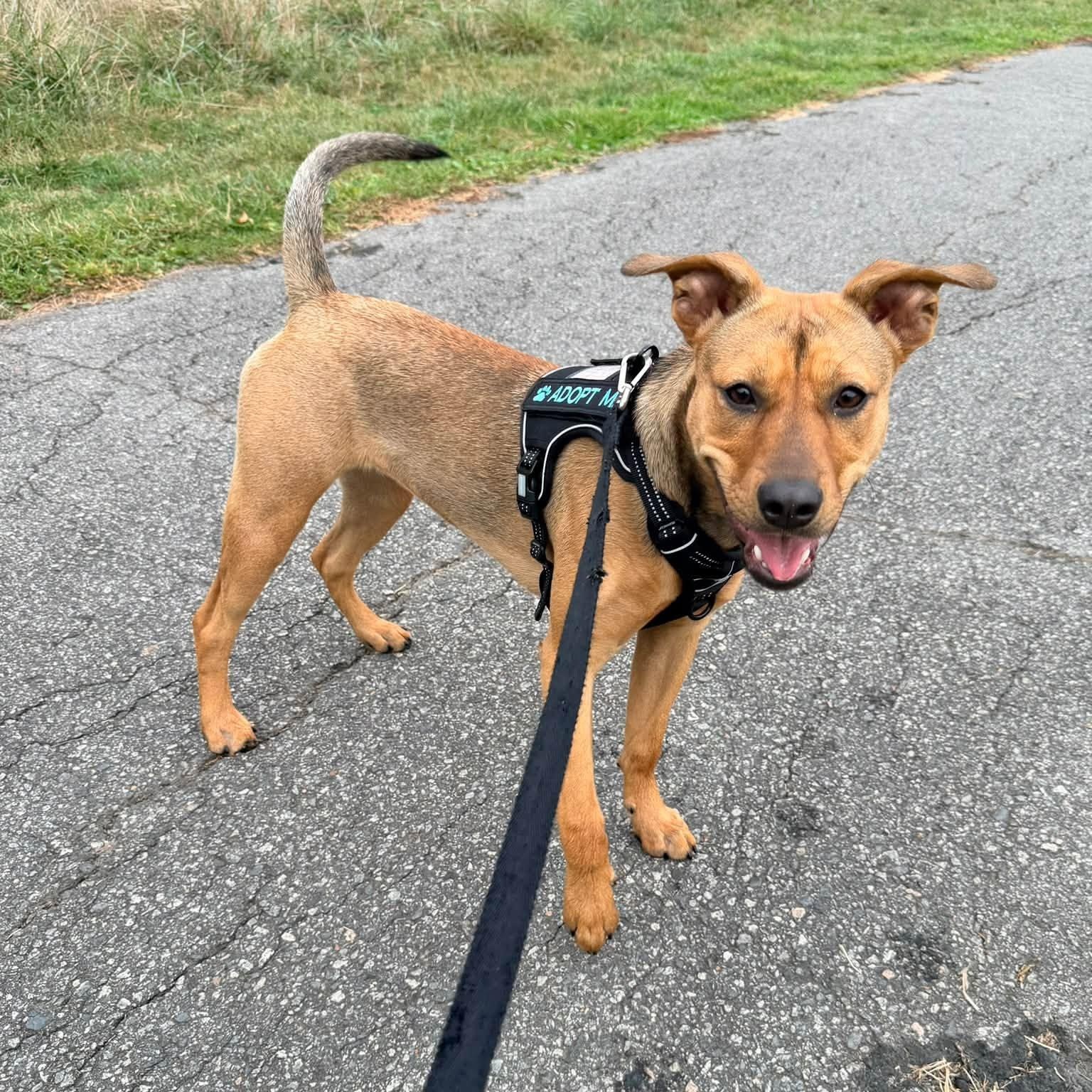 Gigi, Adoptable, Young Female Hound.