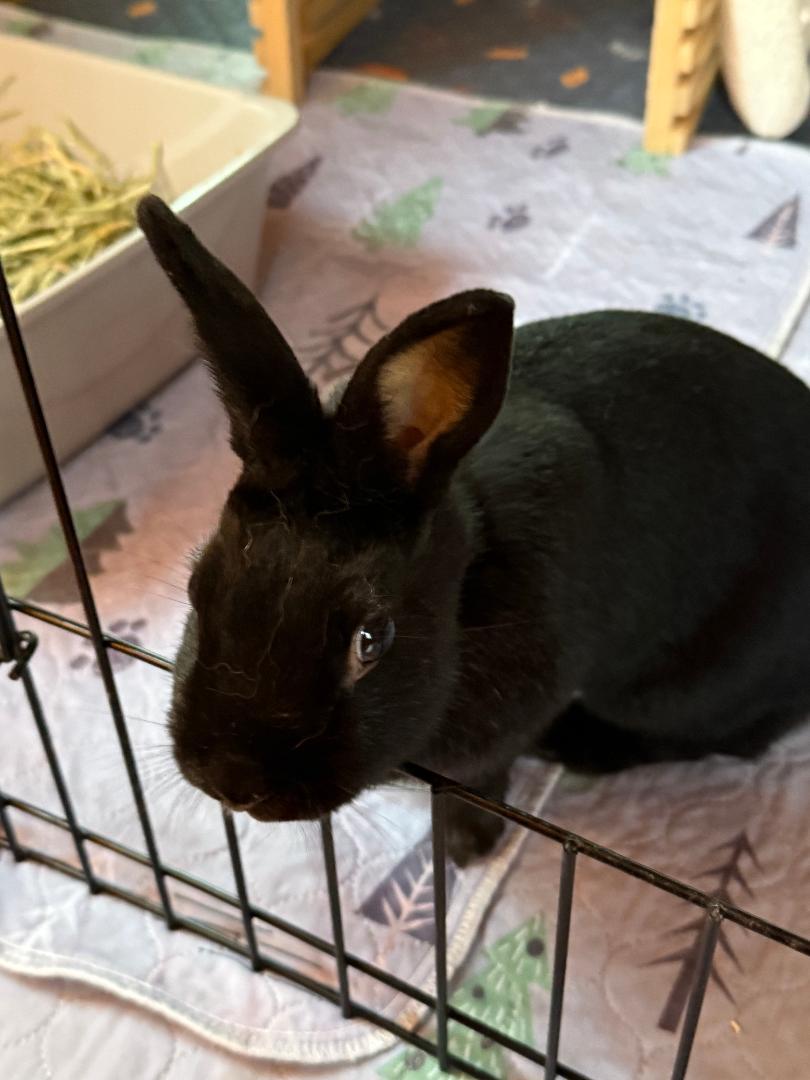 Spencer, Adoptable, Adult Female Bunny Rabbit.