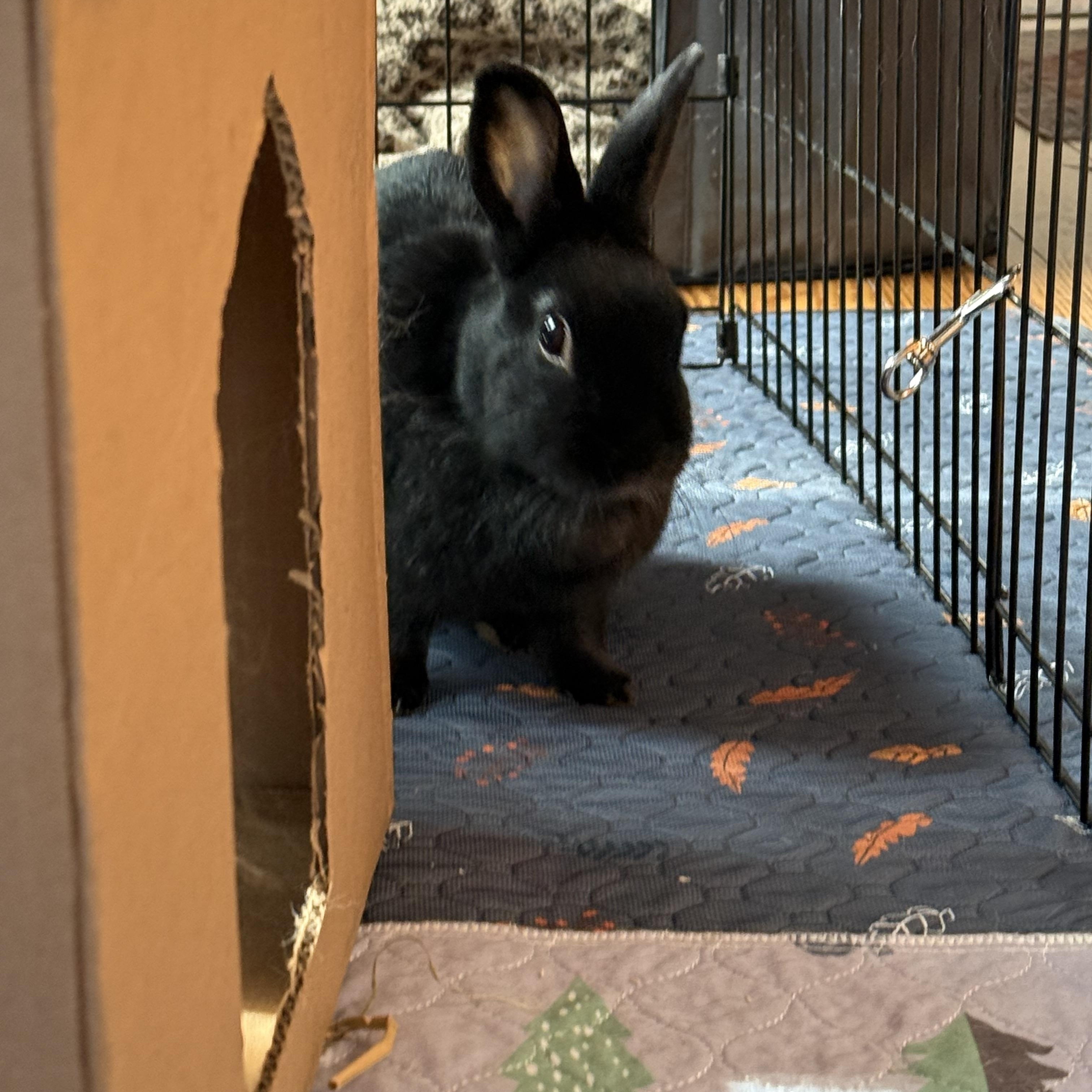 Enlarge Spencer, a Adoptable mixed breed in Cream Ridge, NJ image 4/5