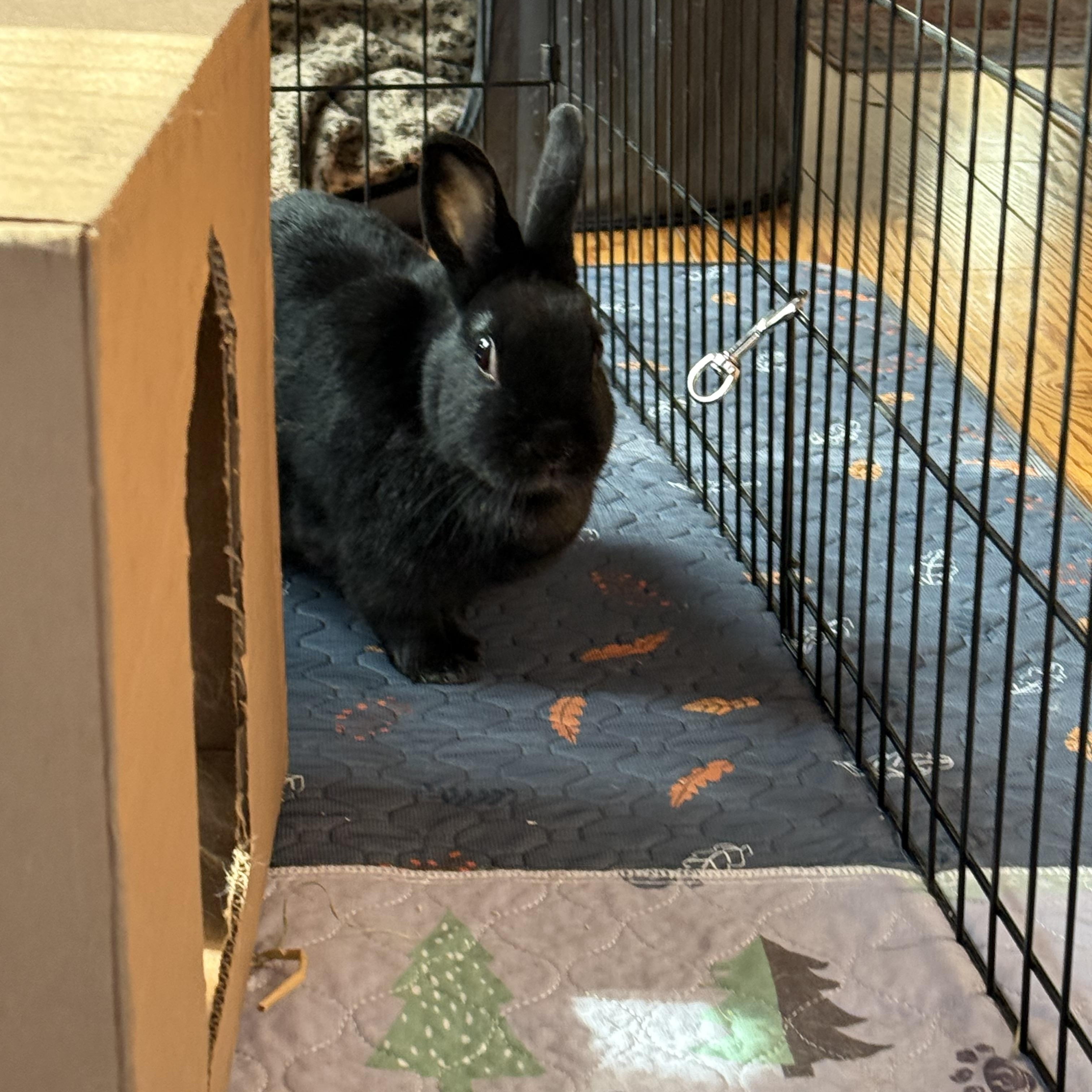 Enlarge Spencer, a Adoptable mixed breed in Cream Ridge, NJ image 3/5