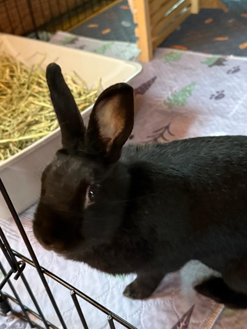 Enlarge Spencer, a Adoptable mixed breed in Cream Ridge, NJ image 2/5