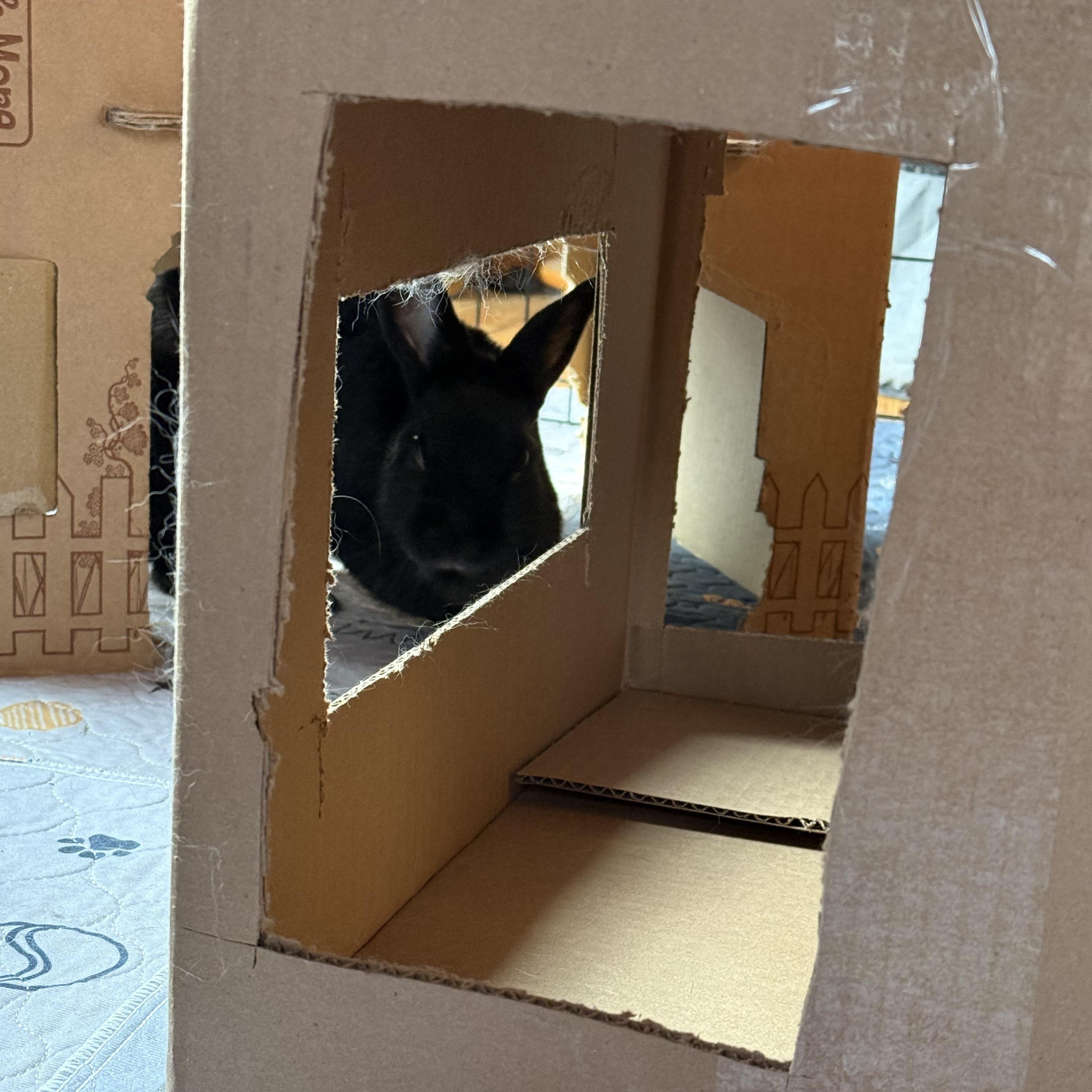 Enlarge Spencer, a Adoptable mixed breed in Cream Ridge, NJ image 5/5