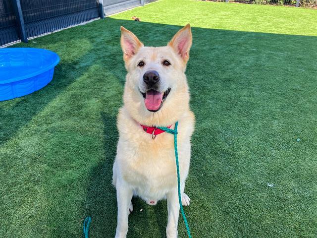 NOBLE, Adoptable, Adult Male German Shepherd Dog & Mixed Breed.