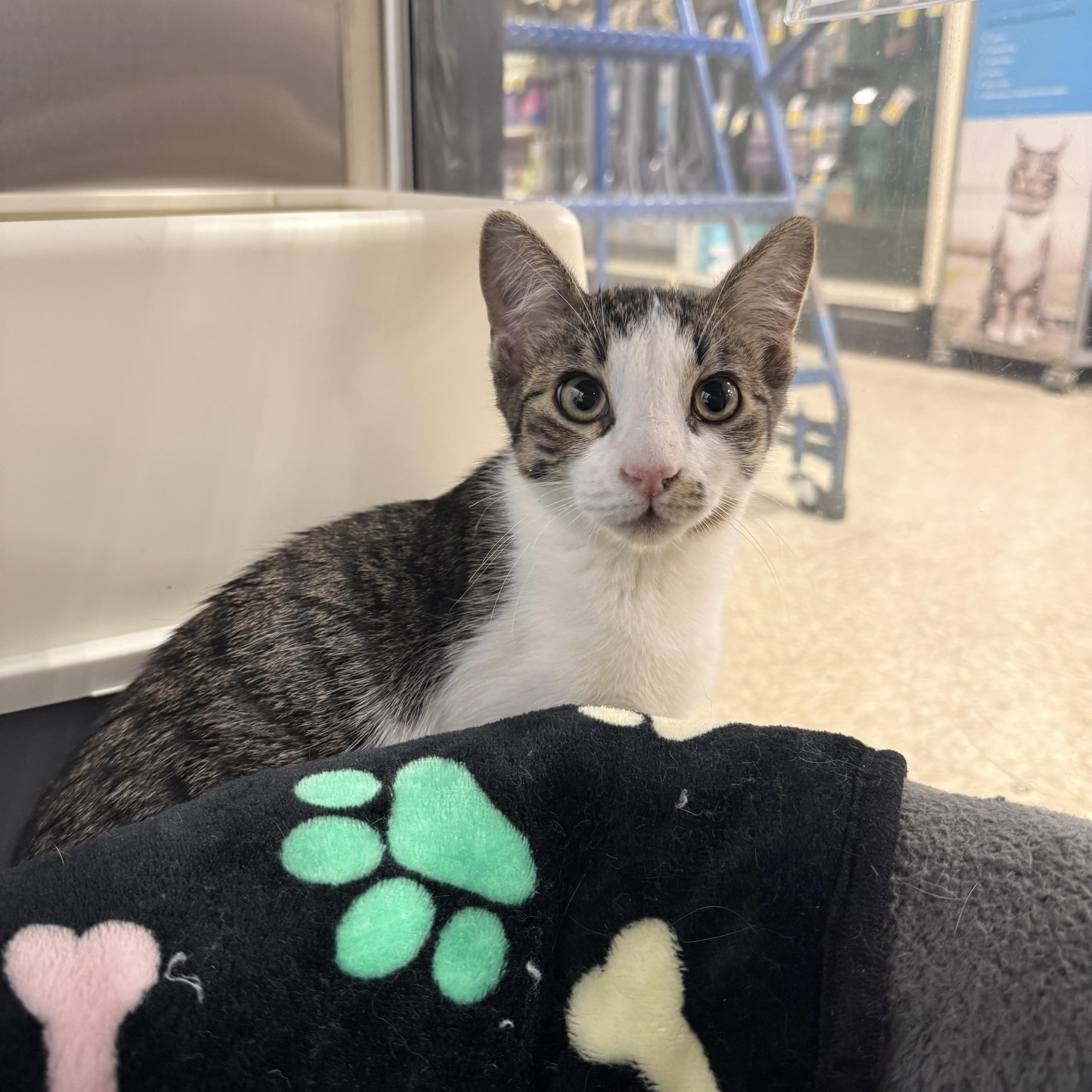 Enlarge Figment, a ADOPTABLE Domestic Short Hair in Chandler, AZ image 3/3