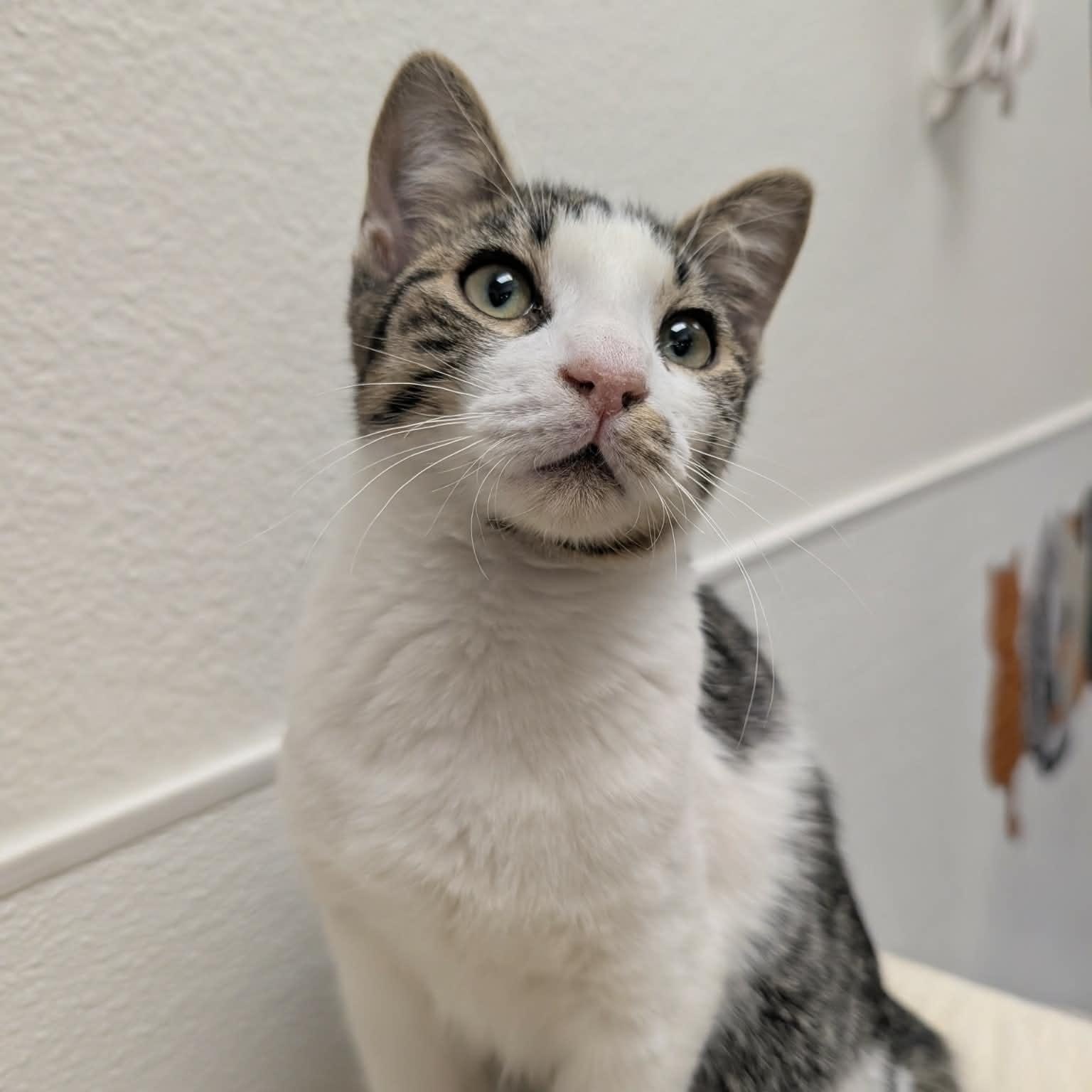 Enlarge Figment, a ADOPTABLE Domestic Short Hair in Chandler, AZ image 1/3