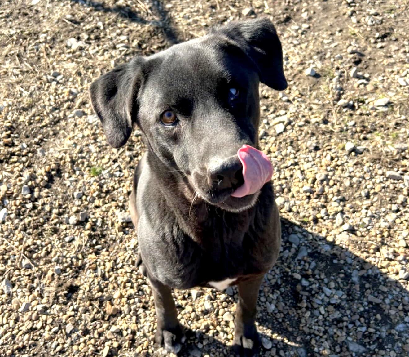 Enlarge Bruno, a Adoptable mixed breed in Anniston, AL image 1/6