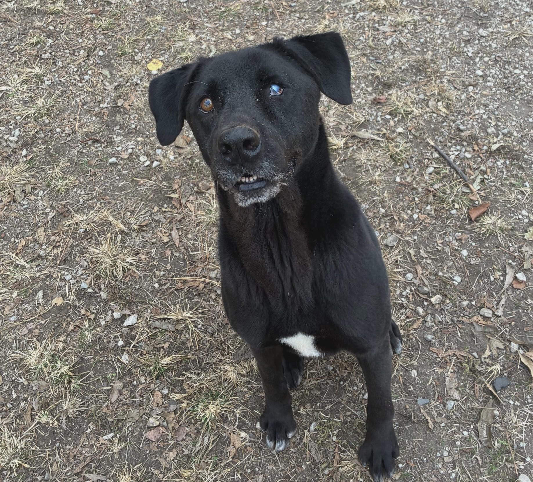 Enlarge Bruno, a Adoptable mixed breed in Anniston, AL image 6/6