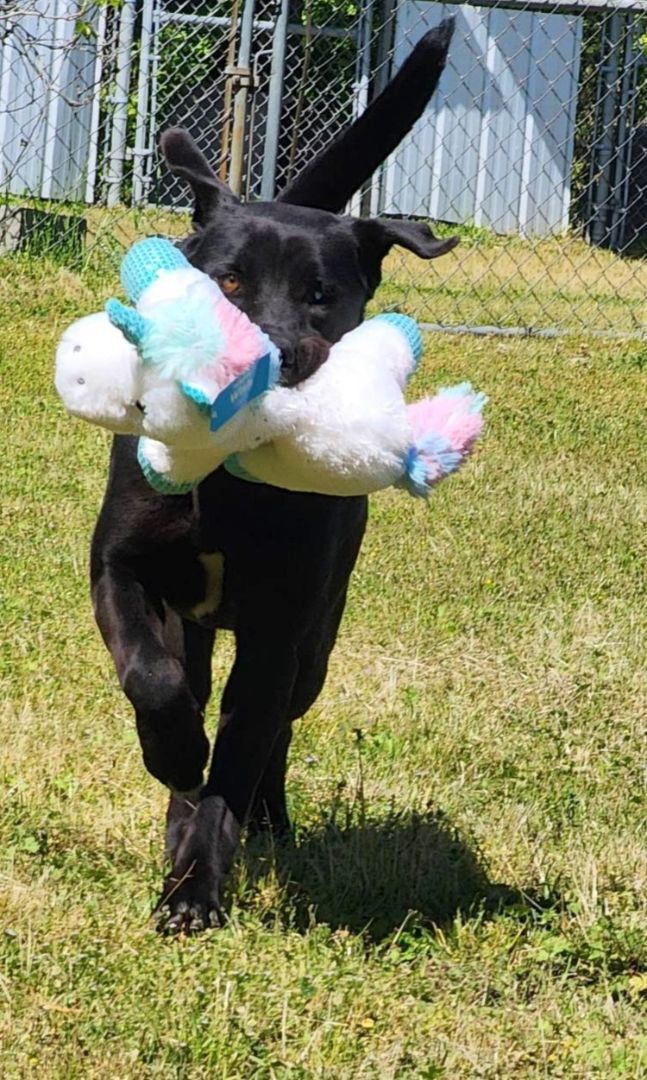 Enlarge Bruno, a Adoptable mixed breed in Anniston, AL image 3/6