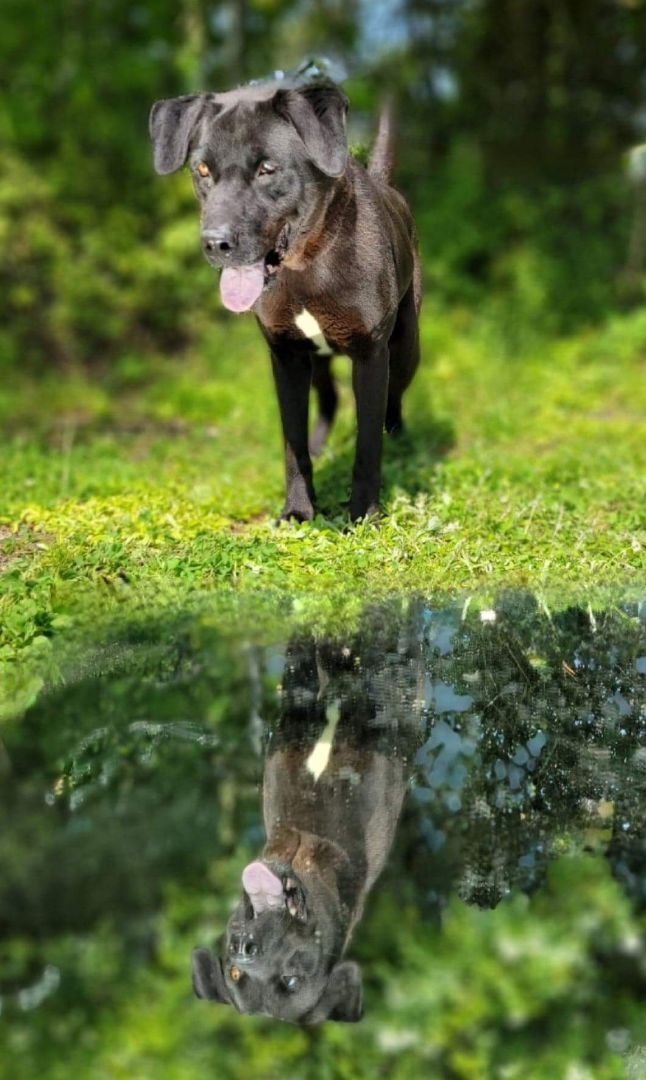Bruno