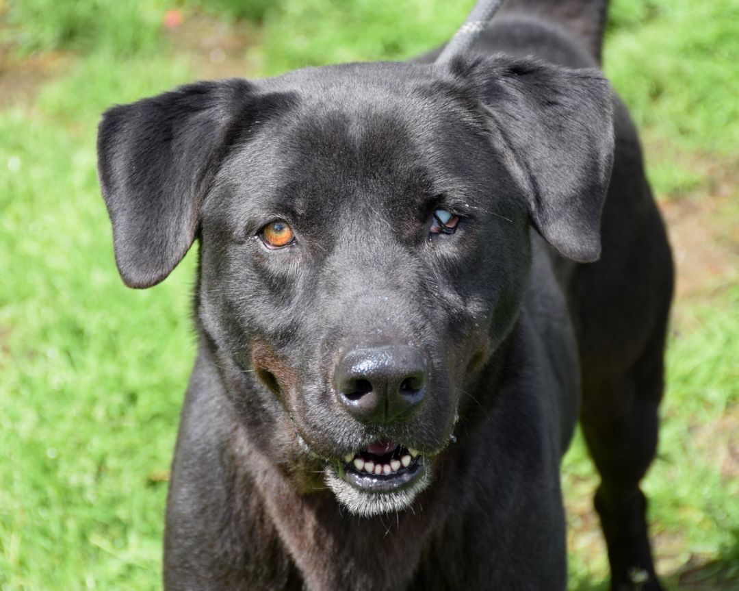 Bruno, Adoptable, Adult Male Black Labrador Retriever & Mixed Breed.